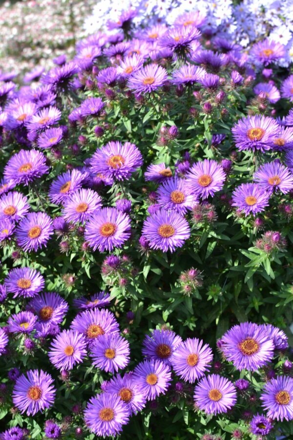 Raublatt-Aster Aster novae-angliae 'Purple Dome' 5-10 Topf 9x9 cm (P9) Aster novae-angliae 'Purple Dome'