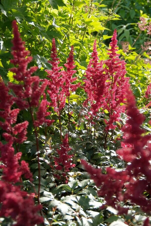 Prachtspiere Astilbe arendsii 'Fanal' 10-15 Topf 2 ltr. (C2) Astilbe arendsii 'Fanal'