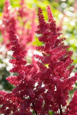Prachtspiere Astilbe arendsii 'Fanal' 10-15 Topf 2 ltr. (C2) Astilbe arendsii 'Fanal'
