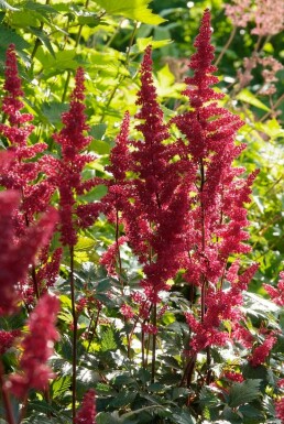 Prachtspiere Astilbe arendsii 'Fanal' 5-10 Topf 9x9 cm (P9)