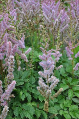 Chinesische Prachtspiere Astilbe chinensis 'Pumila' 5-10 Topf 9x9 cm (P9) Astilbe chinensis 'Pumila'