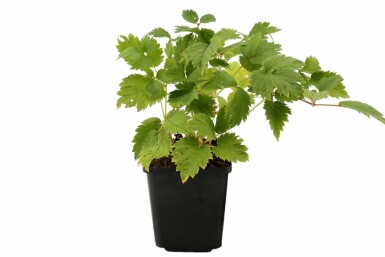 Chinesische Prachtspiere Astilbe chinensis 'Pumila' 5-10 Topf 9x9 cm (P9) Astilbe chinensis 'Pumila'