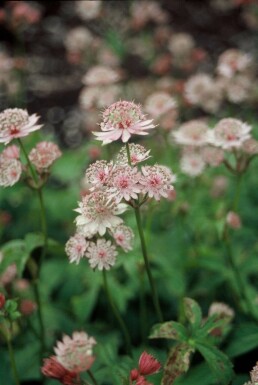 Sterndolde Astrantia major 5-10 Topf 9x9 cm (P9)