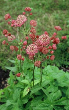 Große Sterndolde Astrantia major 'Lars' 5-10 Topf 9x9 cm (P9) Astrantia major 'Lars'