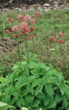 Große Sterndolde Astrantia major 'Lars' 5-10 Topf 9x9 cm (P9) Astrantia major 'Lars'