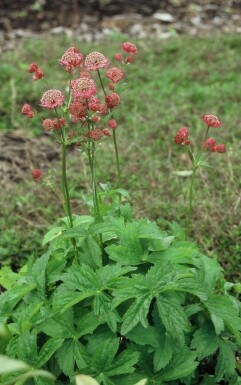 Große Sterndolde Astrantia major 'Lars' 5-10 Topf 9x9 cm (P9)