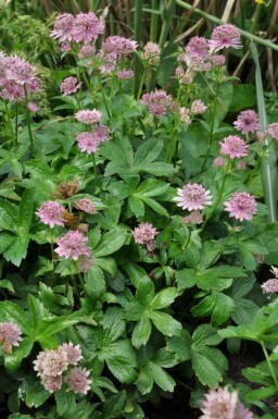 Große Sterndolde Astrantia major 'Pink Pride' 5-10 Topf 9x9 cm (P9) Astrantia major 'Pink Pride'