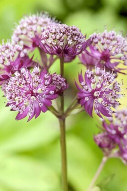Sterndolde Astrantia major 'Primadonna' 5-10 Topf 9x9 cm (P9) Astrantia major 'Primadonna'