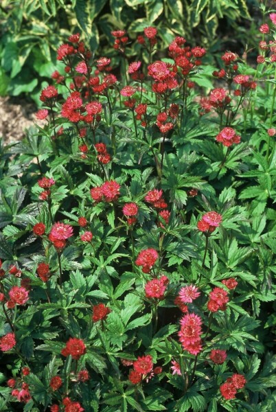 Sterndolde Astrantia major 'Ruby Wedding' 5-10 Topf 9x9 cm (P9) Astrantia major 'Ruby Wedding'