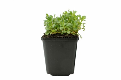 Blaukissen Aubrieta 'Cascade Blue' 5-10 Topf 9x9 cm (P9) Aubrieta 'Cascade Blue'