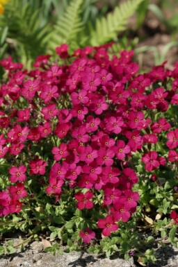 Blaukissen Aubrieta 'Cascade Red' 5-10 Topf 9x9 cm (P9) Aubrieta 'Cascade Red'