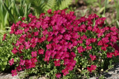Aubrieta 'Cascade Red'
