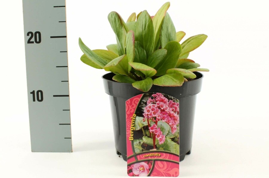 Herzblättrige Bergenie Bergenia cordifolia 10-15 Topf 2 ltr. (C2) Bergenia cordifolia