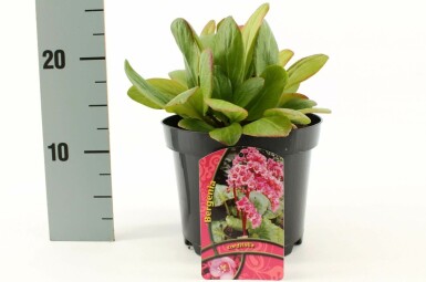 Herzblättrige Bergenie Bergenia cordifolia 10-15 Topf 2 ltr. (C2) Bergenia cordifolia