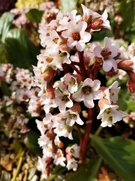 Garten-Bergenie Bergenia cordifolia 'Bressingham White' 10-15 Topf 2 ltr. (C2) Bergenia cordifolia 'Bressingham White'