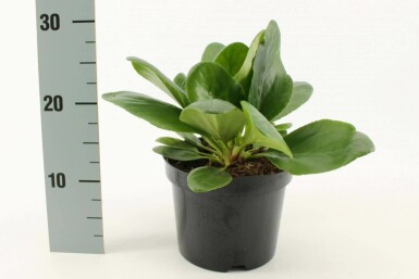 Garten-Bergenie Bergenia cordifolia 'Bressingham White' 10-15 Topf 2 ltr. (C2) Bergenia cordifolia 'Bressingham White'