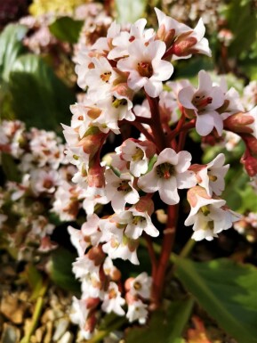 Garten-Bergenie Bergenia cordifolia 'Bressingham White' 5-10 Topf 9x9 cm (P9)