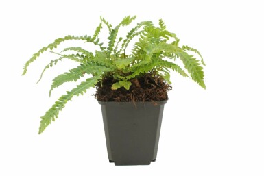 Rippenfarn Blechnum spicant 5-10 Topf 9x9 cm (P9)