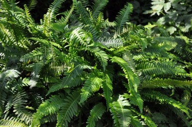 Rippenfarn Blechnum spicant 5-10 Topf 9x9 cm (P9) Blechnum spicant
