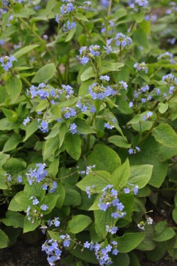 Kaukasus-Vergissmeinnicht Brunnera macrophylla 5-10 Topf 9x9 cm (P9)