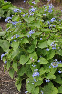 Kaukasus-Vergissmeinnicht Brunnera macrophylla 5-10 Topf 9x9 cm (P9)