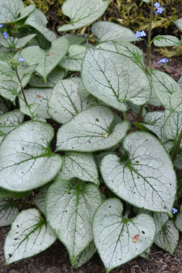 Silberiges Garten-Vergissmeinnicht Brunnera macrophylla 'Jack Frost' 20-30 Topf 5 ltr. (C5) Brunnera macrophylla 'Jack Frost'