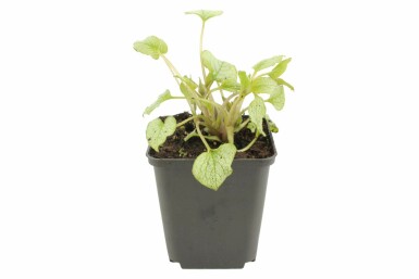 Silberiges Garten-Vergissmeinnicht Brunnera macrophylla 'Jack Frost' 5-10 Topf 9x9 cm (P9) Brunnera macrophylla 'Jack Frost'