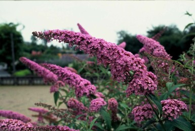 Schmetterlingsflieder BuddleJa davidii 'Pink Delight' Strauch 30-40 Topf 3 ltr. (C3)
