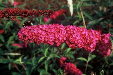 Schmetterlingsstrauch BuddleJa davidii 'Royal Red' Strauch 30-40 Topf 3 ltr. (C3)