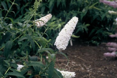 Schmetterlingsflieder BuddleJa davidii 'White Profusion' Strauch 30-40 Topf 3 ltr. (C3)