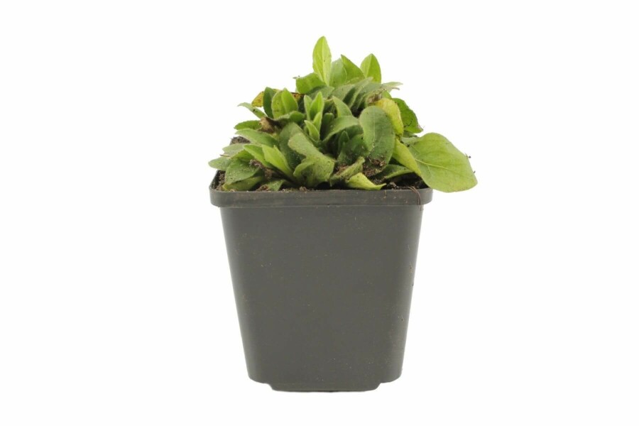 Ochsenauge Buphthalmum salicifolium 5-10 Topf 9x9 cm (P9) Buphthalmum salicifolium