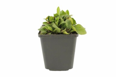 Ochsenauge Buphthalmum salicifolium 5-10 Topf 9x9 cm (P9) Buphthalmum salicifolium