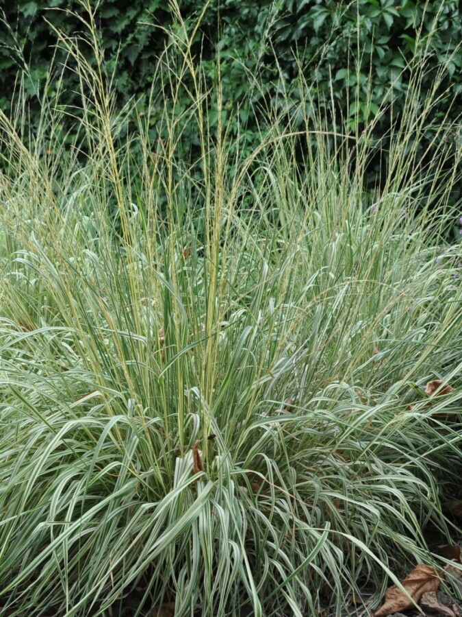Gestreiftes Garten-Reitgras Calamagrostis acutiflora 'Overdam' 5-10 Topf 9x9 cm (P9) Calamagrostis acutiflora 'Overdam'