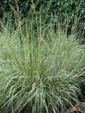 Gestreiftes Garten-Reitgras Calamagrostis acutiflora 'Overdam' 5-10 Topf 9x9 cm (P9) Calamagrostis acutiflora 'Overdam'