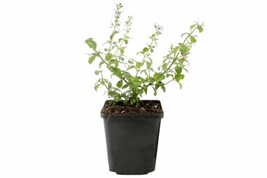 Garten-Steinquendel Calamintha nepeta ssp nepeta 5-10 Topf 9x9 cm (P9) Calamintha nepeta ssp nepeta