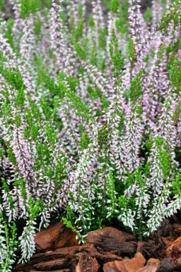 Sommerheide Calluna vulgaris Gardengirls 'Pink Angie' 5-10 Topf â
9,5cm (P9,5) Calluna vulgaris Gardengirls 'Pink Angie'