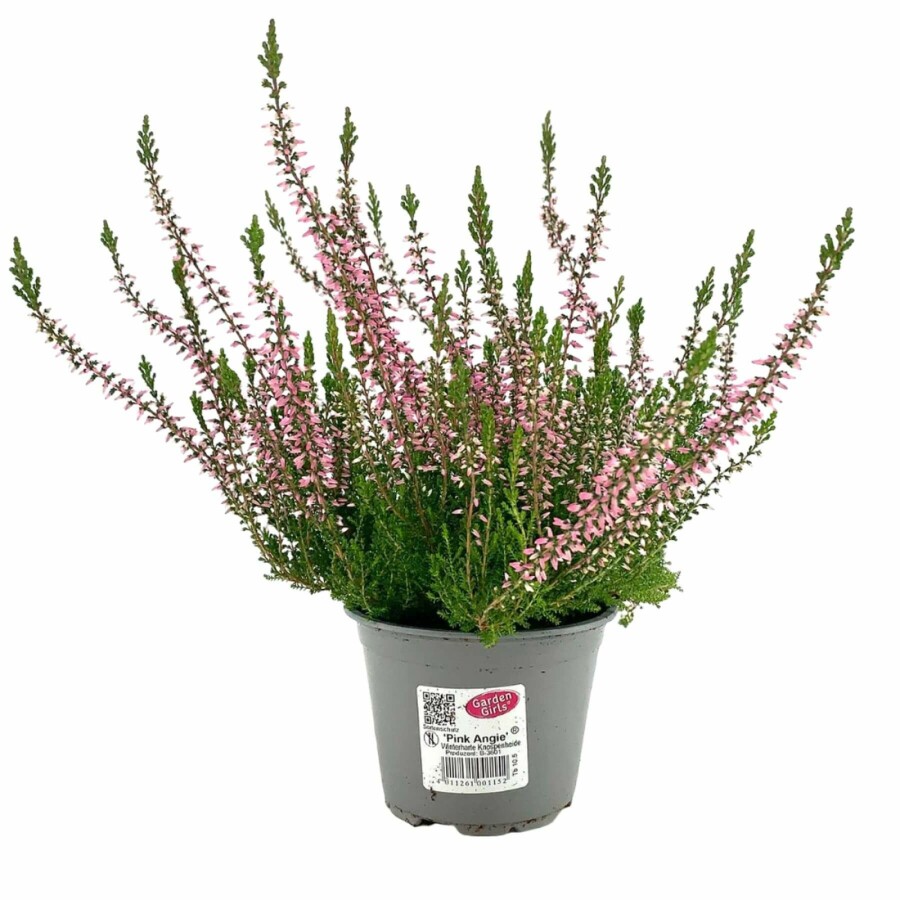 Sommerheide Calluna vulgaris Gardengirls 'Pink Angie' 5-10 Topf â
 9,5cm (P9,5) Calluna vulgaris Gardengirls 'Pink Angie'