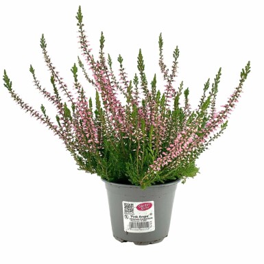 Sommerheide Calluna vulgaris Gardengirls 'Pink Angie' 5-10 Topf â 9,5cm (P9,5)