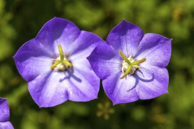 Karpaten-Glockenblume Campanula carpatica 5-10 Topf 9x9 cm (P9)