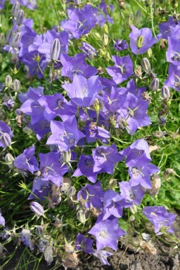 Niedrige Garten-Glockenblume Campanula carpatica 'Blaue Clips' 5-10 Topf 9x9 cm (P9)