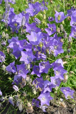 Niedrige Garten-Glockenblume Campanula carpatica 'Blaue Clips' 5-10 Topf 9x9 cm (P9) Campanula carpatica 'Blaue Clips'