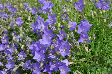 Niedrige Garten-Glockenblume Campanula carpatica 'Blaue Clips' 5-10 Topf 9x9 cm (P9) Campanula carpatica 'Blaue Clips'