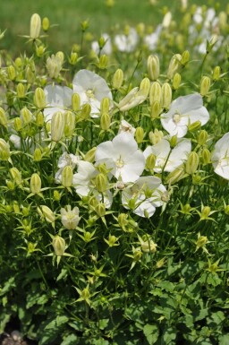 Karpaten-Glockenblume Campanula carpatica 'Weisse Clips' 5-10 Topf 9x9 cm (P9)