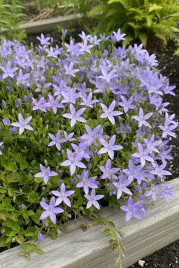 Stern-Polster-Glockenblume Campanula garganica 'Major' 5-10 Topf 9x9 cm (P9) Campanula garganica 'Major'