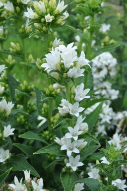 Knäuel-Glockenblume Campanula glomerata 'Alba' 5-10 Topf 9x9 cm (P9)