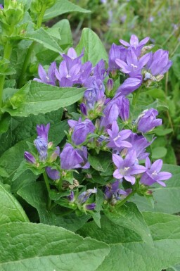Knäuel-Glockenblume Campanula glomerata 'Superba' 5-10 Topf 9x9 cm (P9) Campanula glomerata 'Superba'