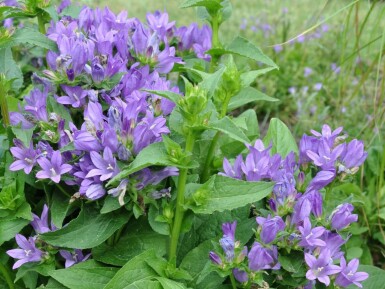 Knäuel-Glockenblume Campanula glomerata 'Superba' 5-10 Topf 9x9 cm (P9) Campanula glomerata 'Superba'
