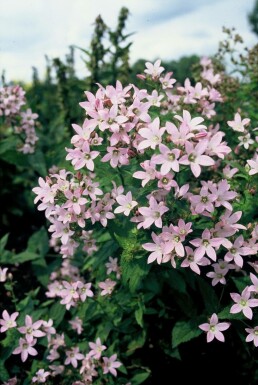 Kuppelglocke Campanula lactiflora 'Loddon Anna' 5-10 Topf 9x9 cm (P9) Campanula lactiflora 'Loddon Anna'