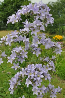 Dolden-Glockenblume Campanula lactiflora 'Prichard's Variety' 15-20 Topf 2 ltr. (C2) Campanula lactiflora 'Prichard's Variety'