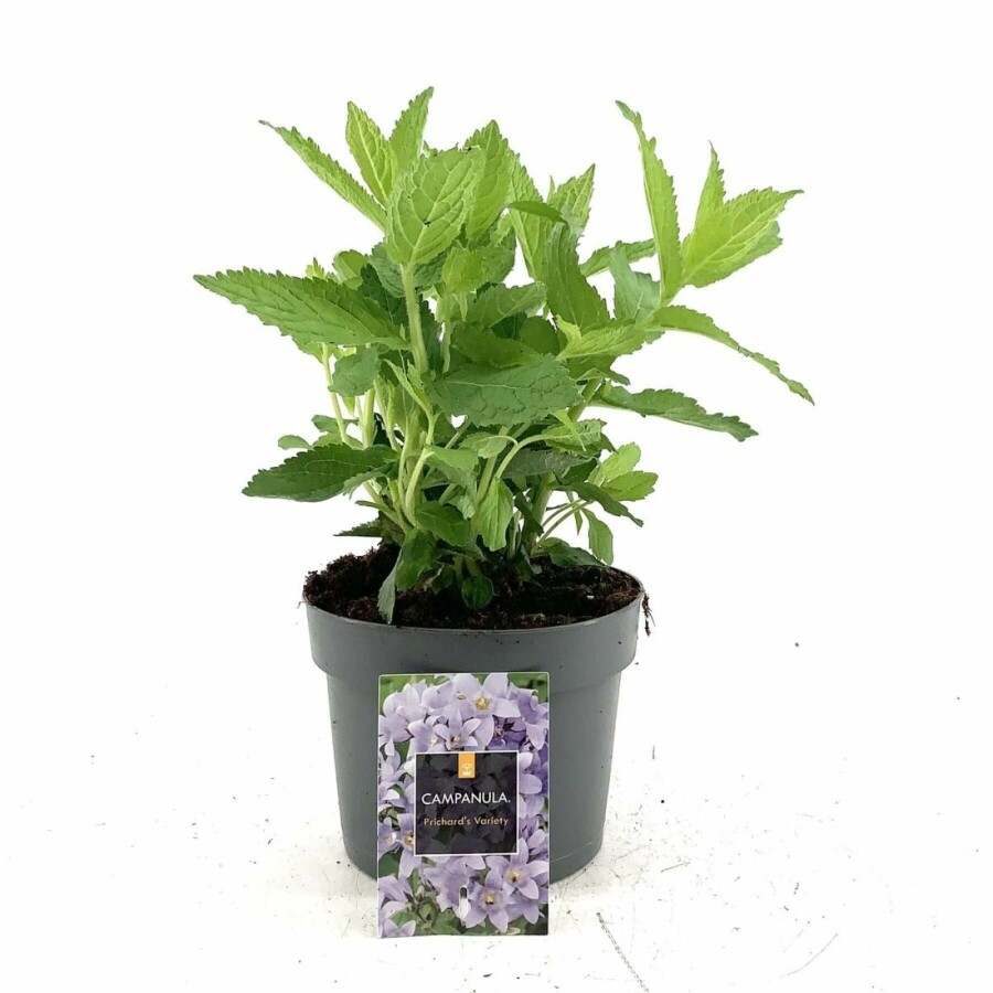 Dolden-Glockenblume Campanula lactiflora 'Prichard's Variety' 15-20 Topf 2 ltr. (C2) Campanula lactiflora 'Prichard's Variety'